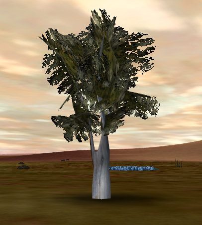 A solitary tree with a textured trunk and leafy canopy in a dry landscape under a sunset sky.